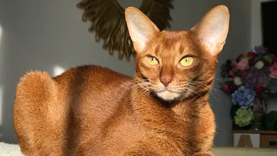 Красивая фотография абиссинской кошки в формате jpg
