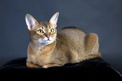 Качественная фотография абиссинской кошки для печати