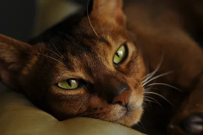 Фото абиссинской кошки с возможностью сохранить в png