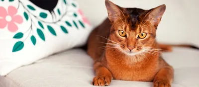 Изображение абиссинской кошки с высоким разрешением для рекламы