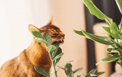 Фотография абиссинской кошки с яркими глазами