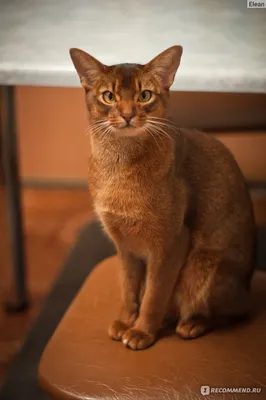 Качественная фотография абиссинской кошки для ваших проектов