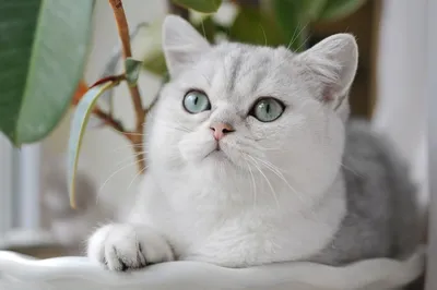 Уникальные фотографии кошки британской породы