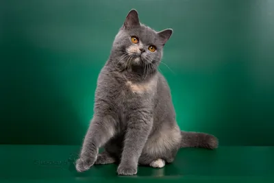 Фото британской кошки для использования в разных целях