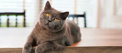 Фото, иллюстрирующие красоту и изящество британской кошки