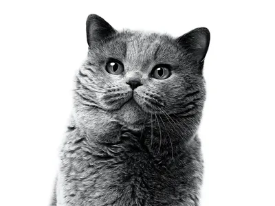 Очаровательные картинки кошки британки