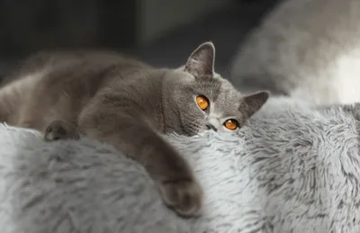 Фото британской кошки с вариантами формата