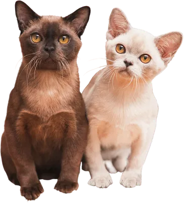 Пушистый окрас кошки бурмы на прекрасном фото (png)