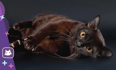 Чудесная кошка бурма на фото (jpg)