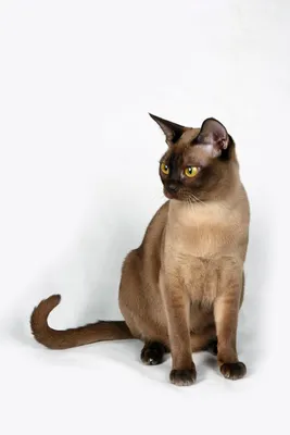 Кошка бурма на фото в формате webp