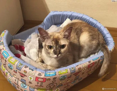 Уникальные черты лица кошки бурмы на фото (jpg)