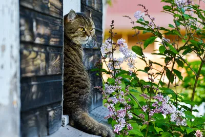 Кошка фота: скачивайте в высоком разрешении