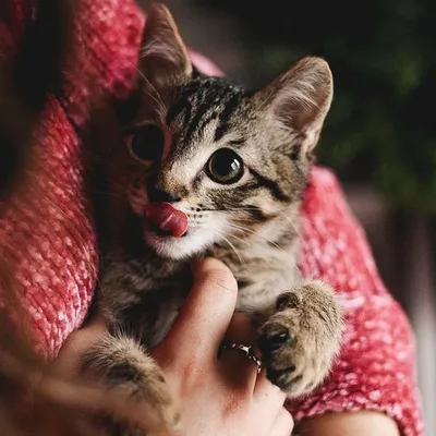 Фото кошек: самые милые картинки в jpg