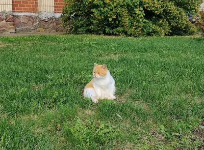 Кошка фота: качественные изображения на обои