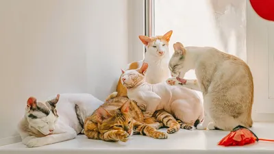 Фото кошек в png формате для фона
