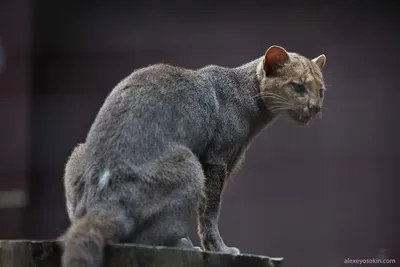 Фотография кошки ягуарунди для фона