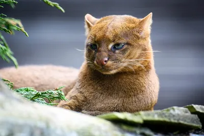 Ягуарунди: кошка с гипнотическим взглядом на фото