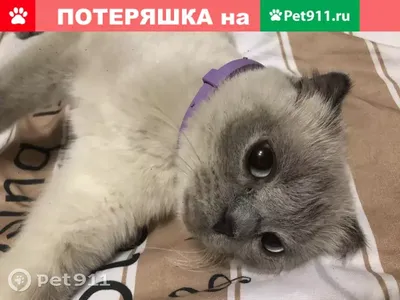 Пропала кошка Лили в Симферополе | Pet911.ru