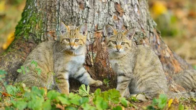 Фотографии кошки-лисы: прикоснись к дикому миру