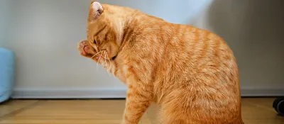 Фотографии кошек с симптомами лишая на фоне