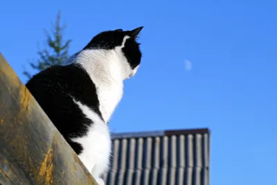 Кошка луна на картинке для бесплатного скачивания