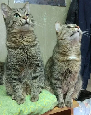Привлекательный портрет Кошки Мурки на фото