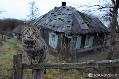 Чудесная фотография Кошки Мурки в формате webp