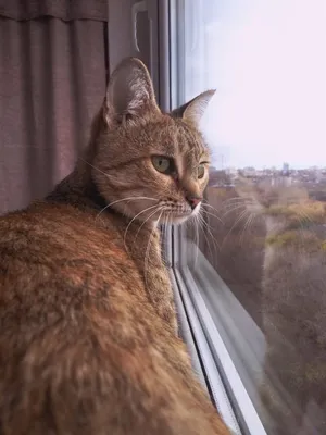 Кошка Мурка - элегантное изображение