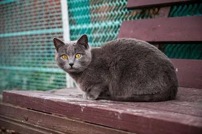 Восхитительное изображение Кошки Мурки