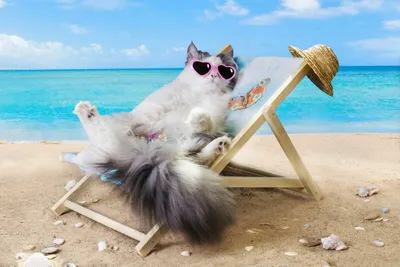 Кошка на пляже фотографии