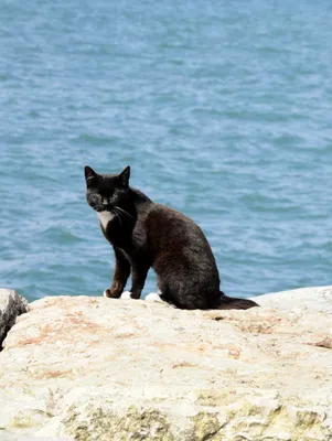 Кошка на пляже в формате jpg: бесплатное скачивание