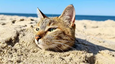 Кошка на пляже: великолепный фон для вашего устройства