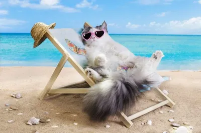 Кошка на пляже: скачать фото в формате jpg