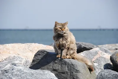 Красивый пейзаж с кошкой на пляже: фотография в png формате
