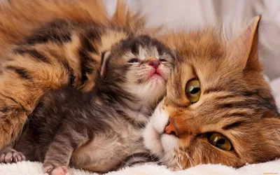 Котики Мурркотики - А вы не забыли поздравить маму? #МуррКотики #кот #кошка  #котенок #котэ #котейка #коты #кошки #котята #котики #муркотики #мур  #мимими #милота #животные #cat #котик #kitten #animals #socute #красота  #настроение #mood #