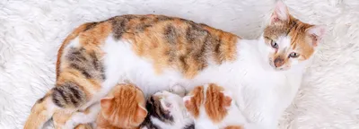 К чему снятся котята по соннику: толкование снов про котят