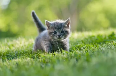 Понять и простить. Как кошки на самом деле относятся к хозяевам - РИА  Новости, 14.05.2021
