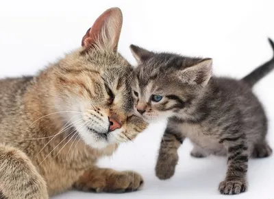 Мама кошка с котенком. Мама кошка обнимает маленького котенка. Кошка серая,  пушистая. Котенок маленький, белый с рыжим. Семья кошек. Котенок хочет  играть с кошкой мамой Stock Photo | Adobe Stock