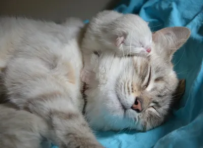 Кошка с котенком Aurora (30768A) купить по цене 10090 ₸ в интернет-магазине  Детский мир