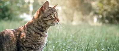 Кот Котенок Домашнее Животное - Бесплатное фото на Pixabay - Pixabay