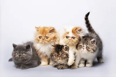 Кошка с котятами на улице стоковое изображение. изображение насчитывающей  меховой - 31700199