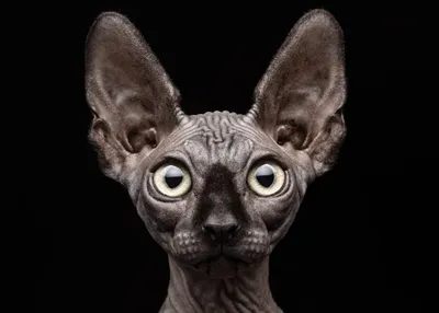 Уникальное изображение сфинкса кошки для фона