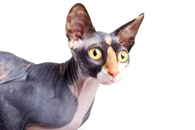 Картинка сфинкса кошки настоящего ценителя искусства
