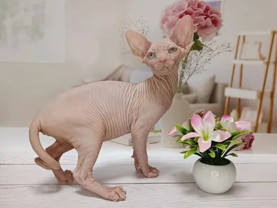 Очаровательное изображение сфинкса кошки для загрузки