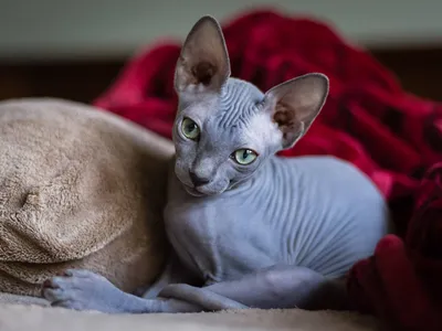 Потрясающее фото сфинкса кошки в формате webp