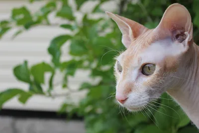 Фотография кошки сфинкс, яркая и стильная