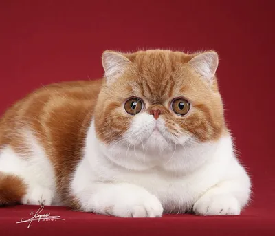 Фото суперзвезды Кошки Снупи: скачайте их бесплатно