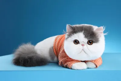 Кошка Снупи на вашем экране: скачайте фон для вашего устройства