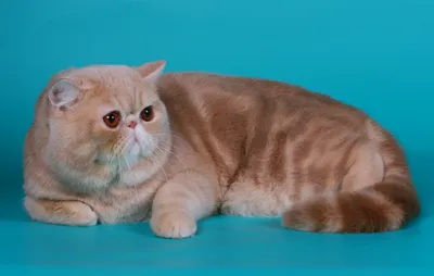 Сладкие моменты с Кошкой Снупи: пополните вашу коллекцию фотографий