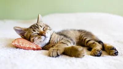Кошка в сонной постели: фото в формате jpg, png, webp